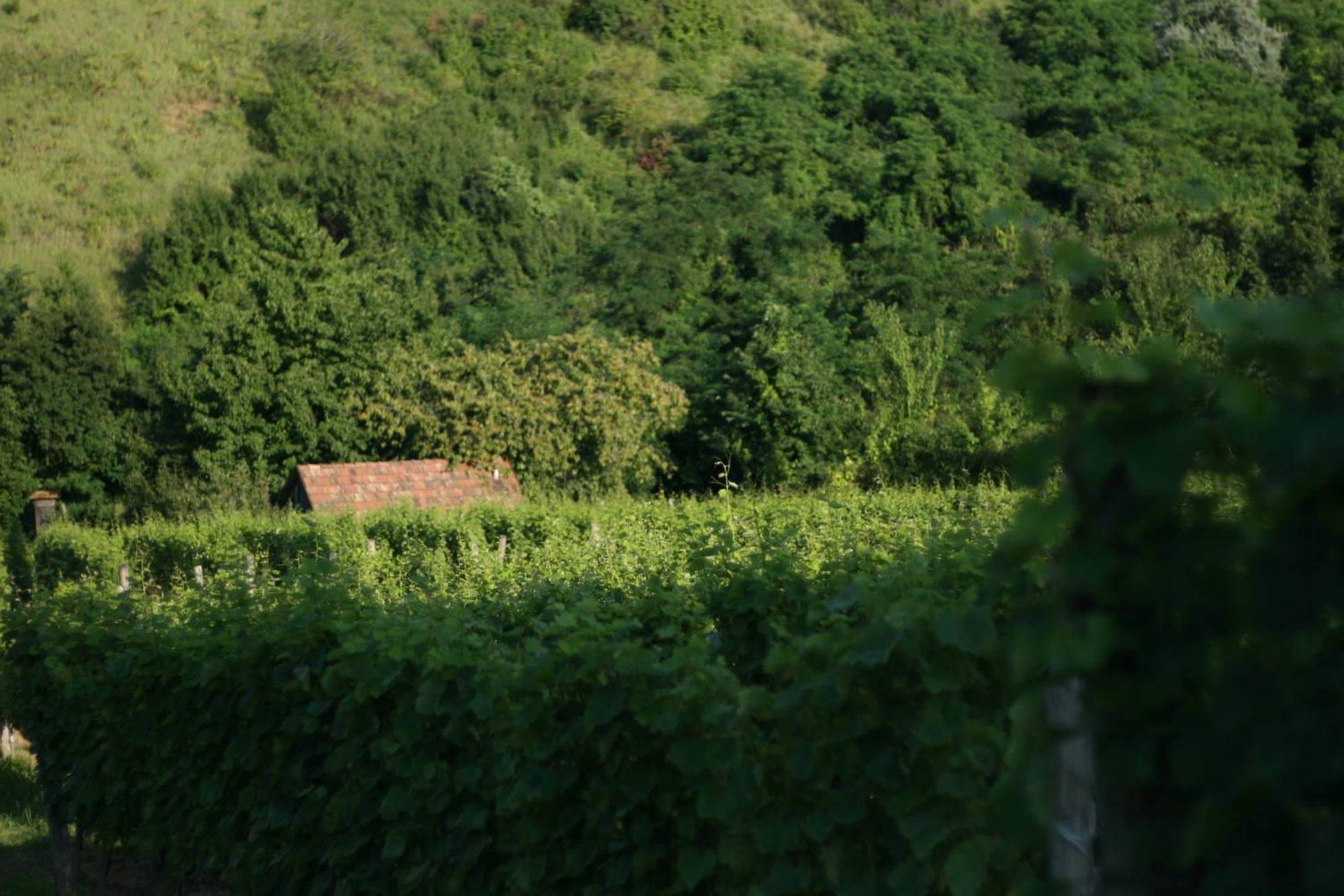 Hotel Paulay Borhaz Es Vendeghaz Tokaj Exteriér fotografie