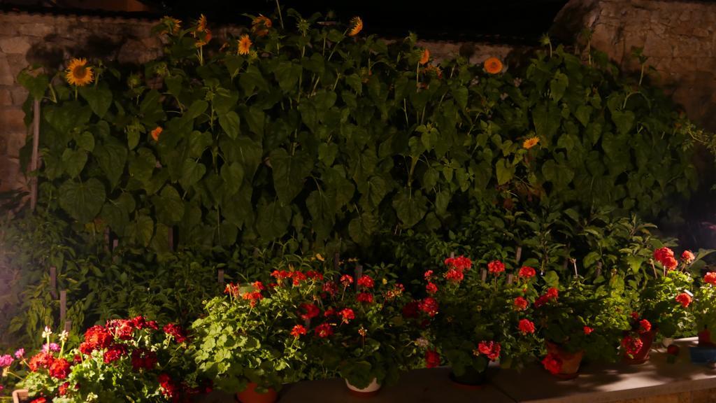 Hotel Paulay Borhaz Es Vendeghaz Tokaj Exteriér fotografie